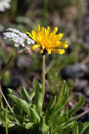 Image result for Nicolasia nitens