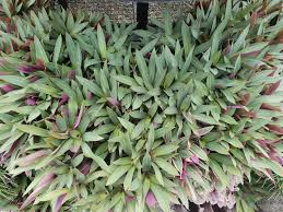 Mudas de tradescantia spathacea dwarf rhoeo. Rhoeo Tradescantia Spathacea Plant Profile Oxley Nursery
