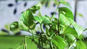 Adapun air rebusan daun sirih mampu mengatasi batuk, karena mengandung vitamin b, c serta alkaloid untuk mengatasi peradangan penyebab batuk. 20 Manfaat Daun Sirih Untuk Kesehatan Yang Perlu Diketahui Hot Liputan6 Com