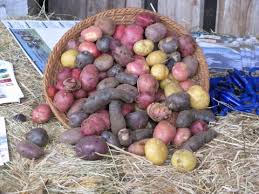 Image result for Solanum tuberosum