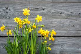 A successfully naturalized daffodil field can bloom for up to 30 or even 50 years! Care Of Daffodils Planting Daffodils In The Garden