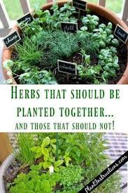 Herbs That Grow Together Herbgarden Gardening Herbsthatgrowtogether Indoor Herb Garden Herbs Veggie Garden
