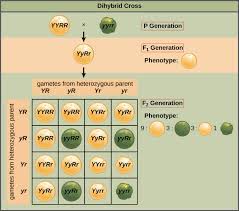 • a dihybrid is an individual that is heterozygous at two genes (yyrr). Principles Of Inheritance And Variation Khan Academy