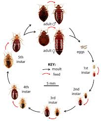 Getting bitten in your sleep? Bed Bug Control London Prime Pest Control London