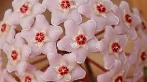 We did not find results for: Hoya Carnosa Krimson Queen Caring For The Variegated Hoya