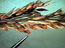 Image result for Sporobolus bechuanicus