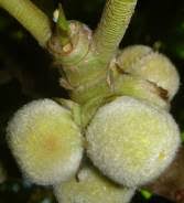 Image result for Ficus lutea