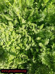 Seeds are harvested the season after planting by cutting the. Caraway Plant How To Grow Care