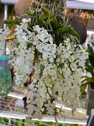 Image result for Aerangis montana