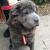 Black Long Haired Shar Pei