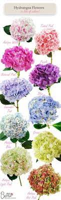 (aluminum sulfate is a colorless salt obtained by the action of sulfuric acid on hydrated aluminum oxide. How To Change Color Of Hydrangea Blooms To Pink Or Blue The Whoot Hydrangea Colors Flower Garden Beautiful Flowers