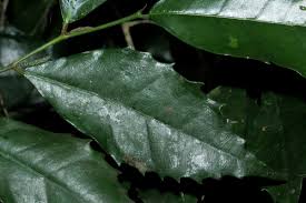 Image result for Streblus usambarensis