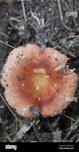 Image result for Russula mariae