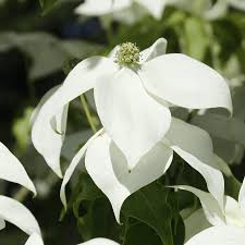 Der kanadische hartriegel (cornus canadensis) ist eine staude aus der gattung der hartriegel (cornus)in der familie der hartriegelgewächse. Der Hartriegel Eine Artenreiche Familie Nachgeharkt