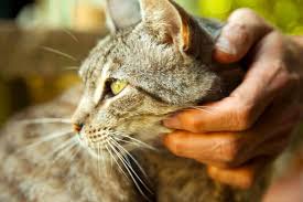 Justanswer.com has been visited by 100k+ users in the past month Top Rated Local Veterinarians All Pets Vet Hospital