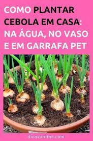 ja pensou em plantar cebola em casa aprenda o passo a passo como plantar cebola hortas pequenas cultivo de hortalicas