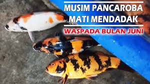 Naikan suhu air secara bertahap menjadi 26 derajat celcius, amati perubahan pada ikan koi, sebab tidak semua ikan koi tahan dengan. Ikan Koi Mati Mendadak Karena Amoniak Yang Tak Terlihat Youtube