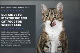9 Best Cat Foods For Weight Gain In Underweight Cats