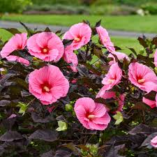 Image result for Hibiscus schinzii