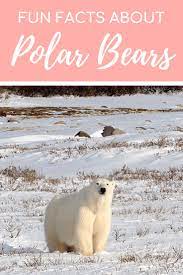 In The Land Of The Ice Bears Polar Bear Fun Facts Photos Polar Bear Polar Bear Fun Facts Polar