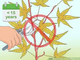 How To Prune Japanese Maple Bonsai Tree Bonsai Tree