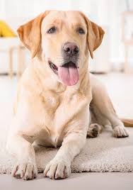 You See This It S So Nice Labrador Retriever Labrador Golden Retriever Vs Labrador