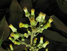 Image result for Blumea squarrosa