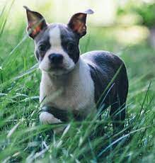 We provide best boston terrier puppies. Rio The Boston Terrier Boston Terrier Puppies Dogs