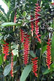 Image result for Heliconia rostrata