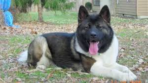 Picture as extensive as possible about our breeding and show event and we want to answer questions concerning the american akita and about owning dogs, education and health. My American Akita Youtube