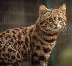 There are 9 tameable creatures with this look. Black Footed Cat Fossil Rim Wildlife Center