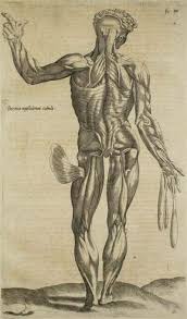 Muscle tissue exists in three types— cardiac, skeletal, and smooth—and is the most abundant tissue type in most animals, including humans. Andrea Vesalio The Posterior Muscles 1642 Available For Sale Artsy