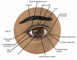 Anatomy Atlases Anatomy Of First Aid A Case Study Approach The Eye