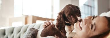 Devk Hundehaftpflichtversicherung Bewertung Und Tarife