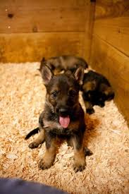 We did not find results for: German Shepherd Puppies For Sale Vom Banach K9