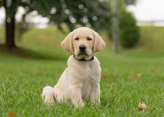 Labrador Retriever