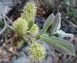 Image result for Combretum collinum