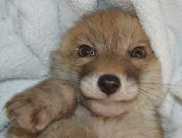 National Fox Welfare Society Fuchs