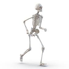 Human Male Skeleton Running Pose 3d Model Human Skeleton Male Skeleton Human Body Drawing