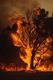 Limiting Global Warming Will Minimise Climate Costs Study In 2020 Fire Photography Fire Image Fire
