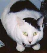 Image result for kitler