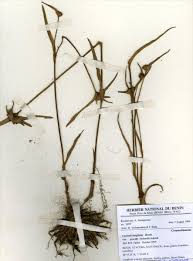 Image result for Cyanotis longifolia