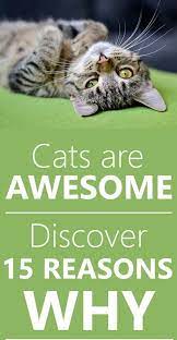 15 Reasons Why Cats Are Awesome Cats Cat Care Cat Behavior