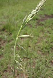 Image result for Dipcadi viride