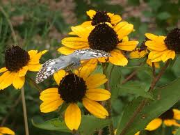 Plant Profile: Black-eyed Susan