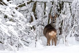 Too willing to believe that someone is telling the truth, that people's intentions in general…. Animales En La Nieve Que Dejan Ver Su Presencia Fundacion Aquae