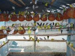 Bird Farming Services Bird Farming Manufacturer From Bardhaman 与此同时， mezza9 macau 则供应与厨共飨自助晚餐——这一体验势必将调动您的五感，竖立自助晚餐的新标杆。 大堂酒廊 则位. bird farming manufacturer from bardhaman