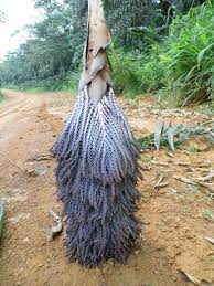 Image result for Raphia farinifera