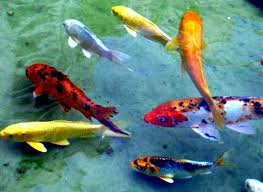Kolam koi bukan hanya mampu mempercantik taman atau halaman belakang rumah, tetapi juga dapat memberi ketenangan bagi anda. Daftar Ikan Hias Air Tawar Terindah Berikut Nama Dan Gambarnya My Blog