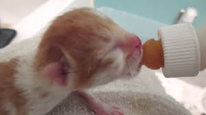 It might be a funny scene, movie quote, animation, meme or a mashup of multiple sources. Newborn Kitten Bottle Feeding Youtube